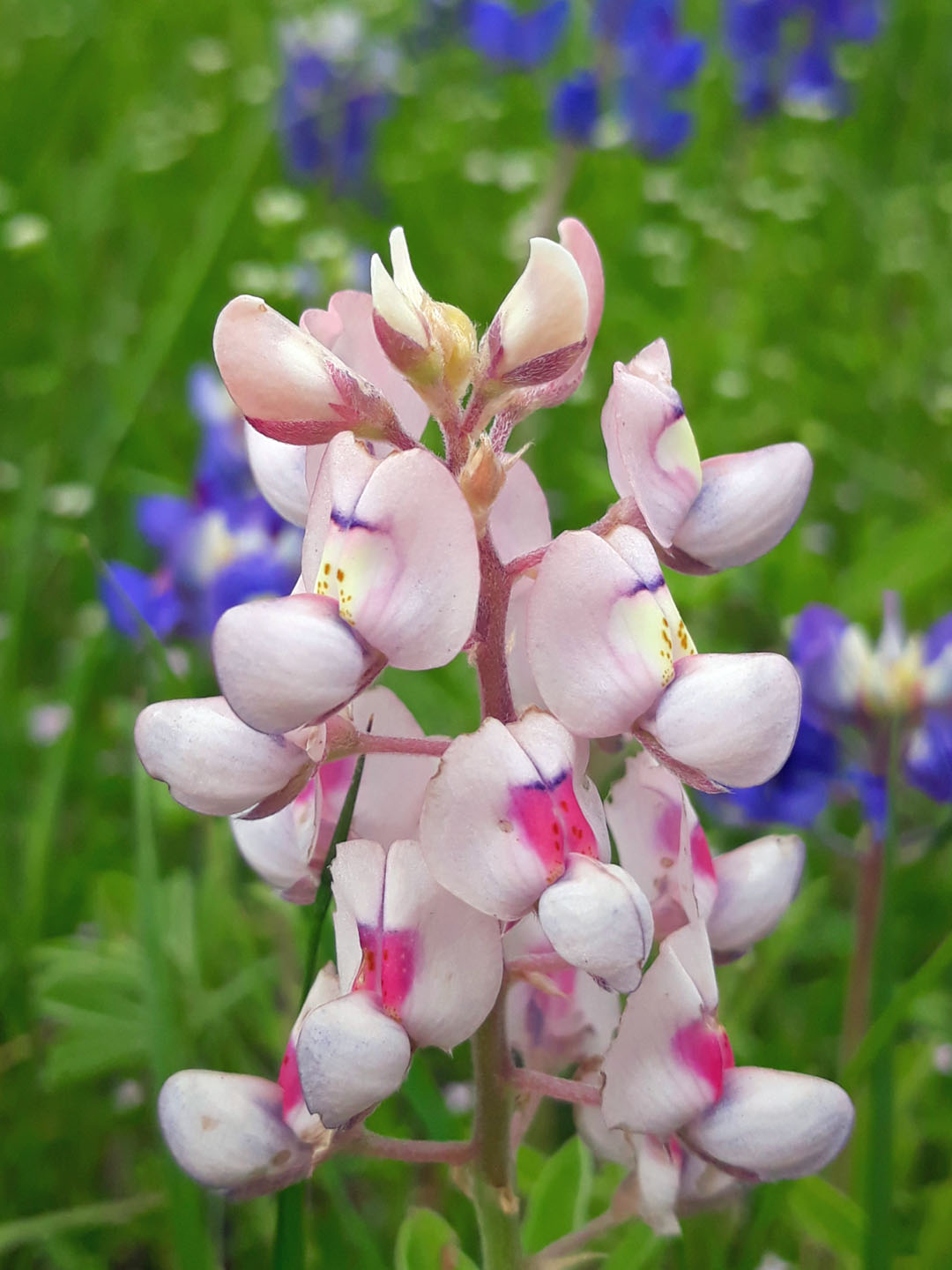 pink bluebonnet 
