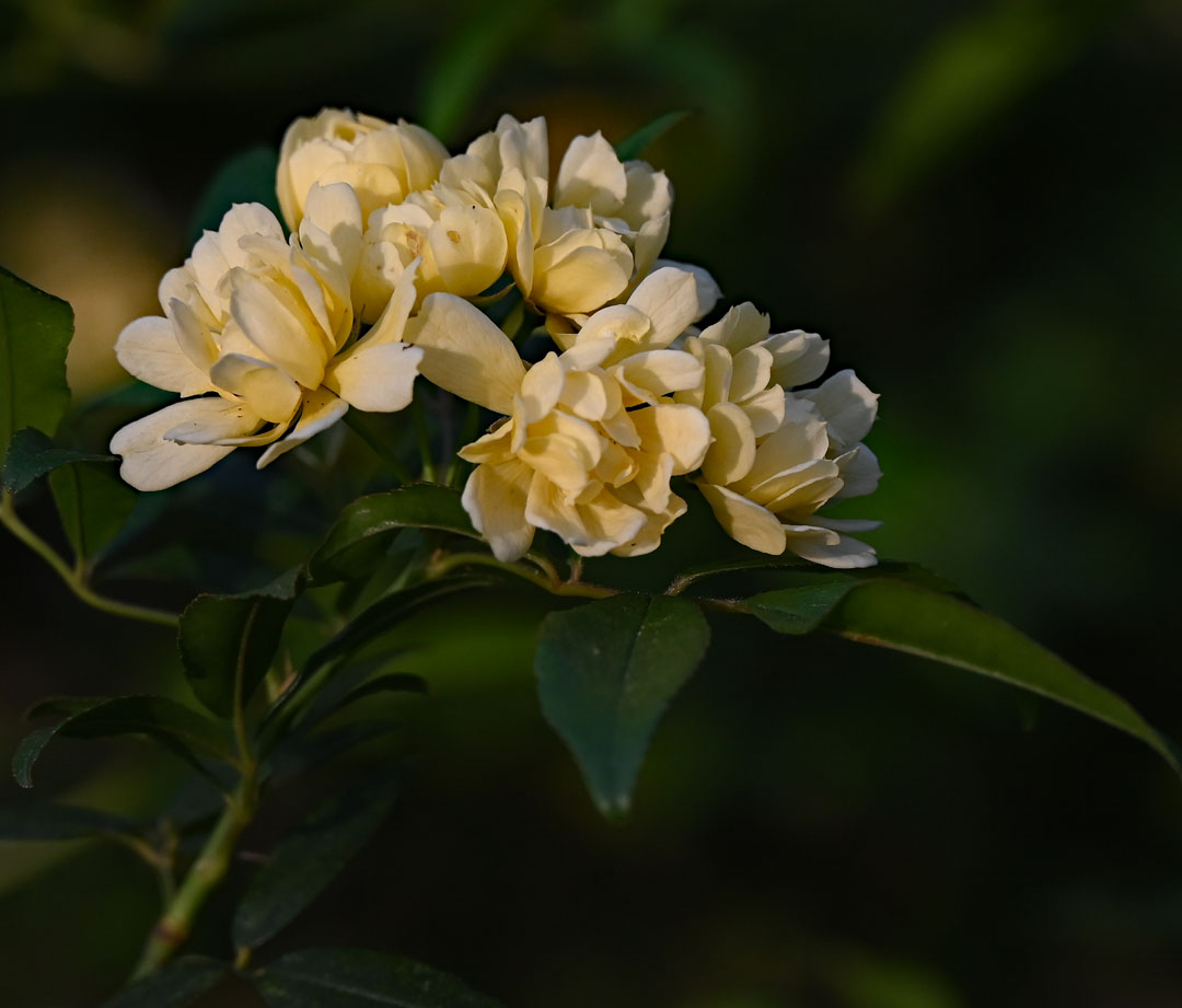 small yellow rose flowers