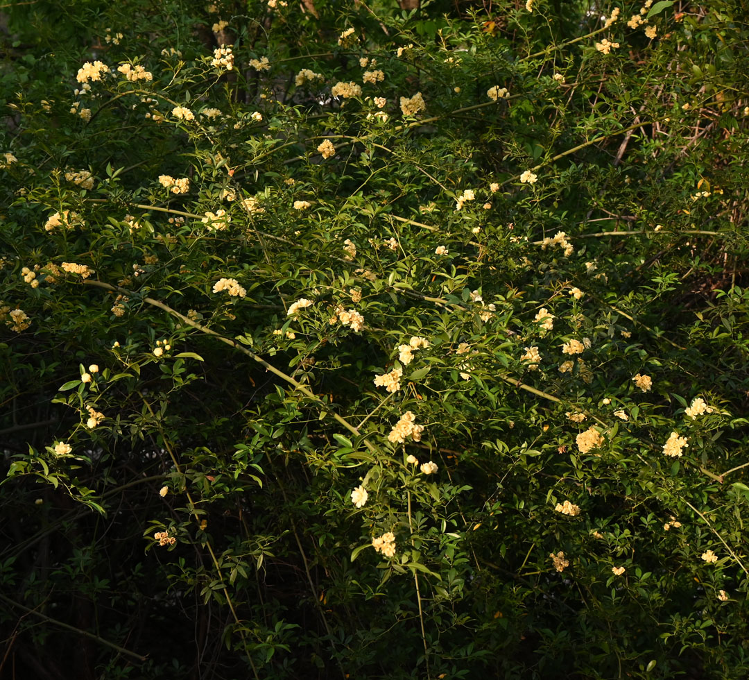 cascading rose with yellow flowers 