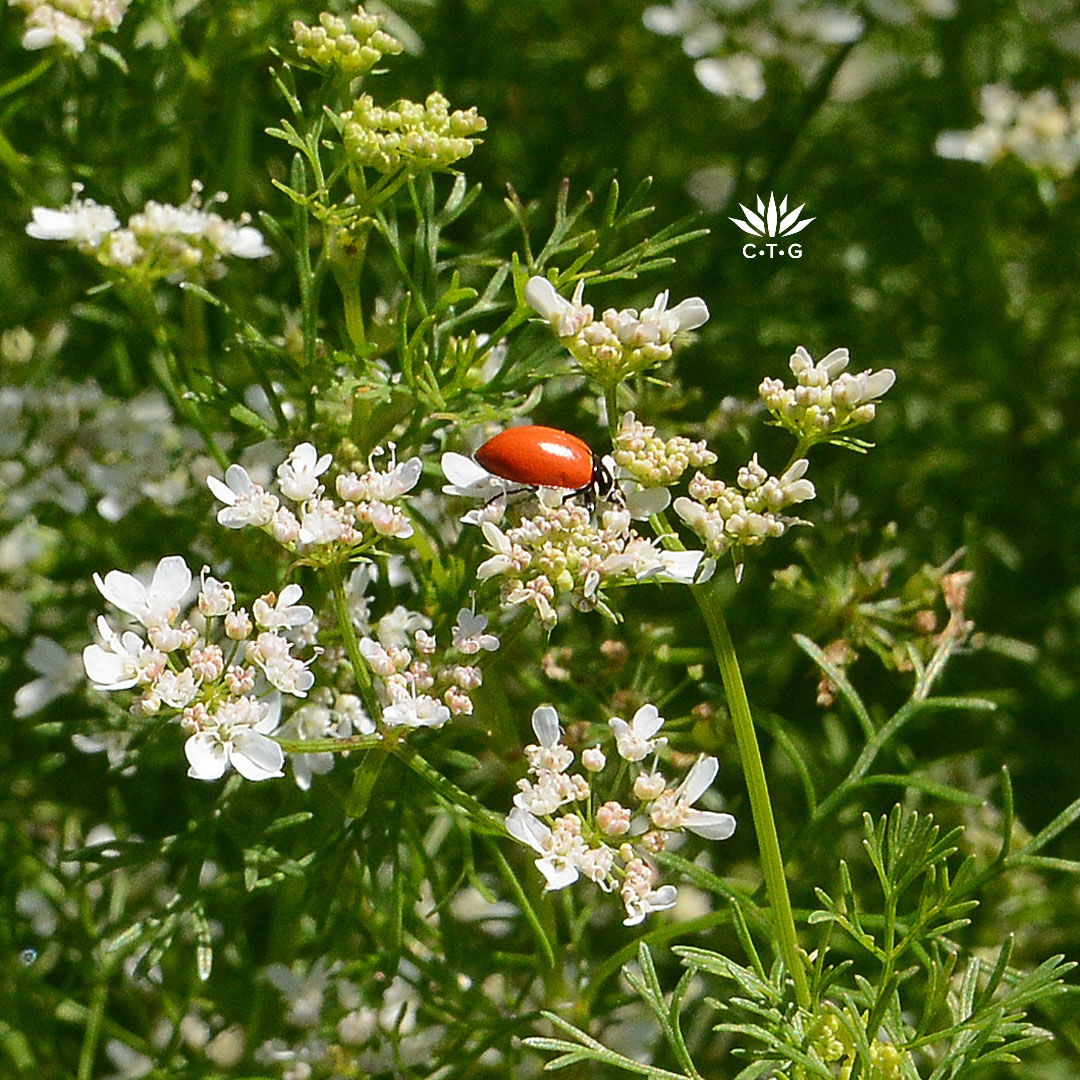 ladybug on cilantro flowers
