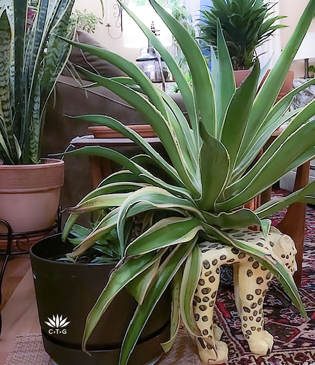 large agave overflowing its indoor container