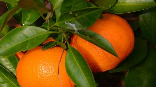 Satsuma oranges on tree