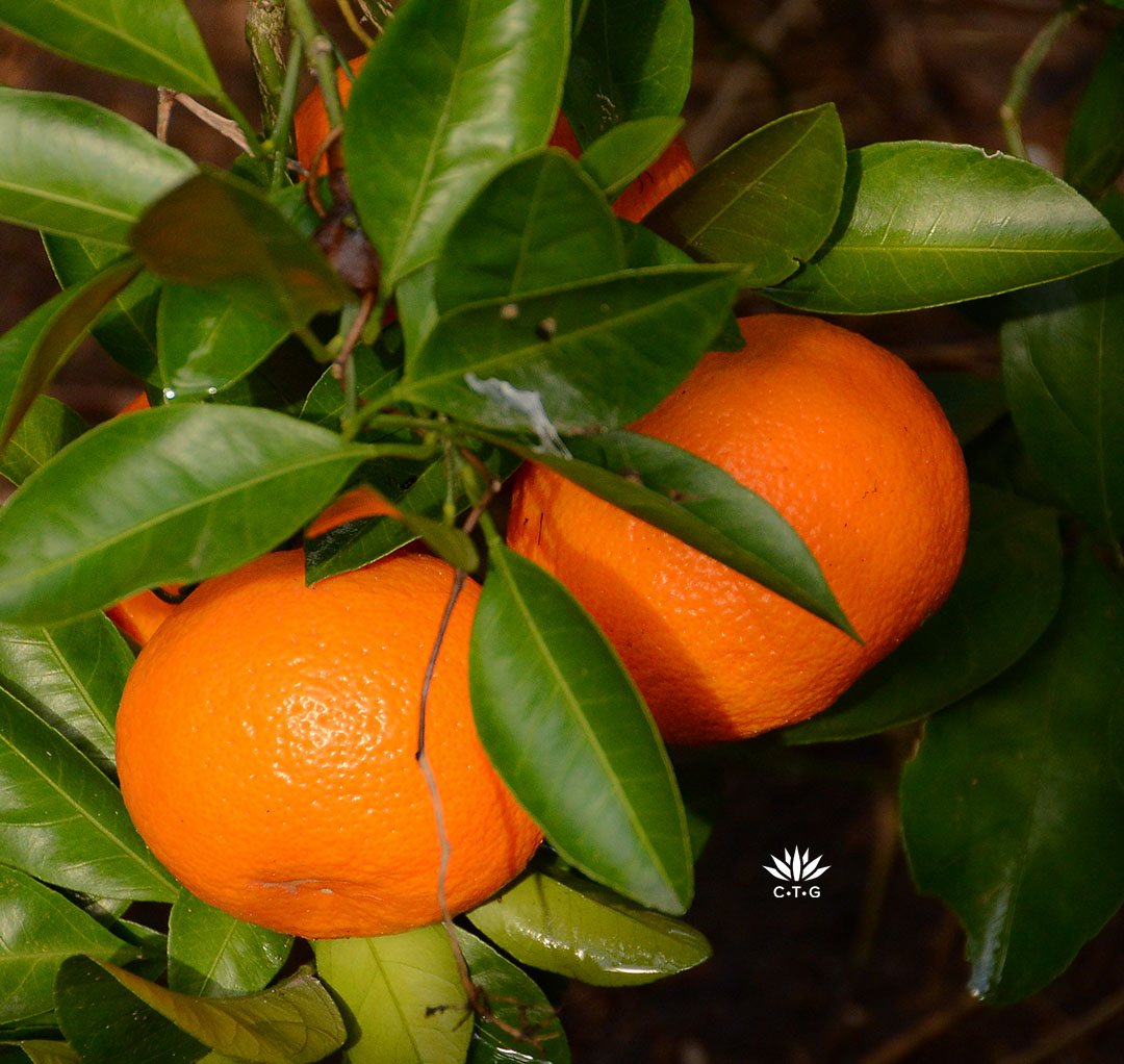 Satsuma oranges on tree