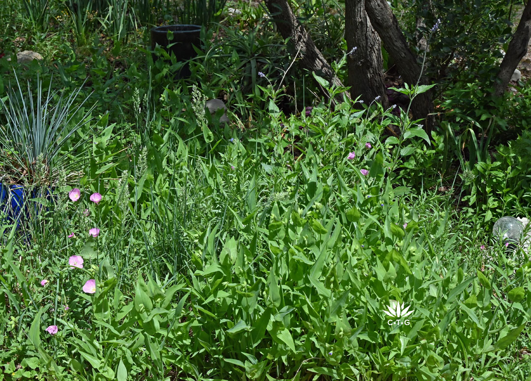 flowering and foliar plants under a mountain laurel 