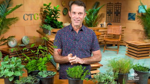 William Glenn in front of plants on CTG set
