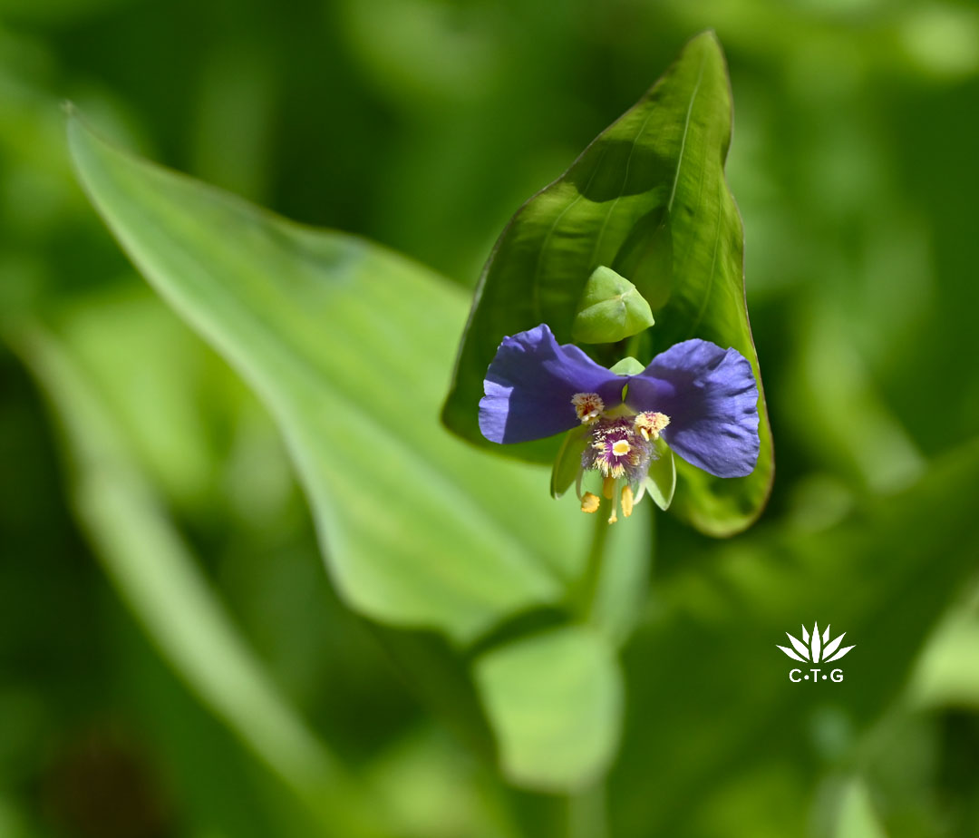 deep lavender flower 