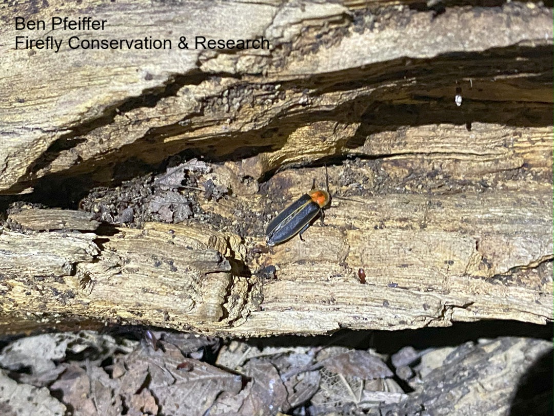 firefly on log