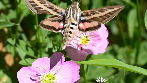 brown and white large moth