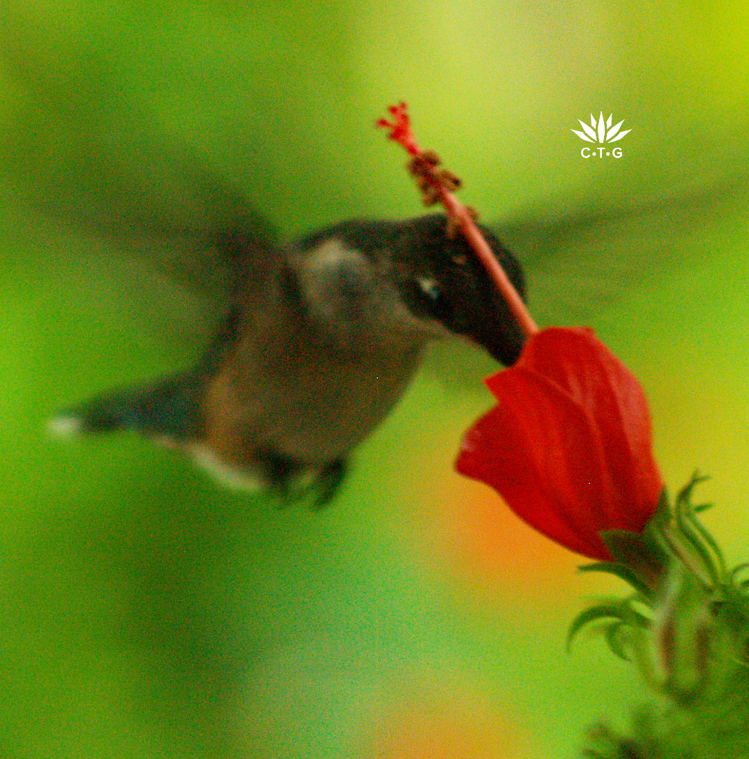 hummingbird on turk's cap