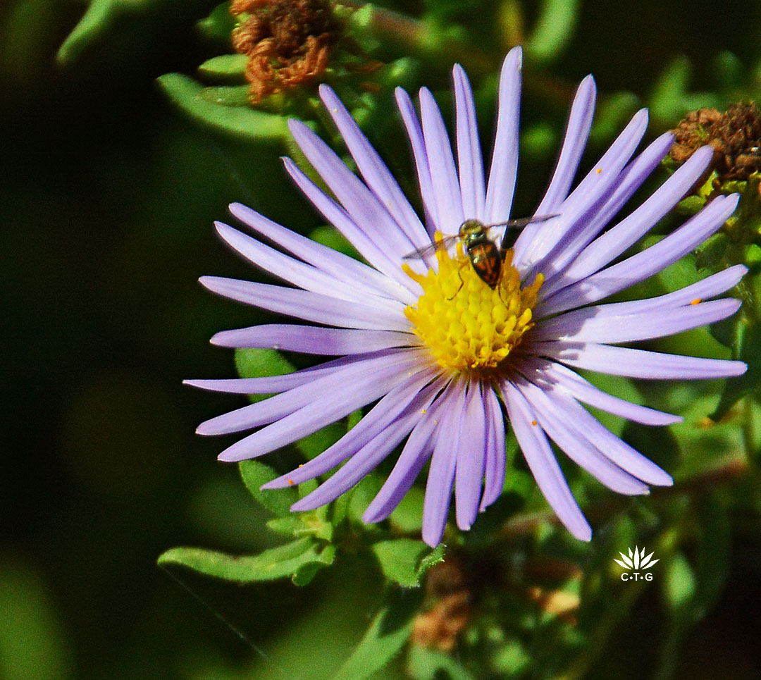 tiny striped fly on lavender aster flower