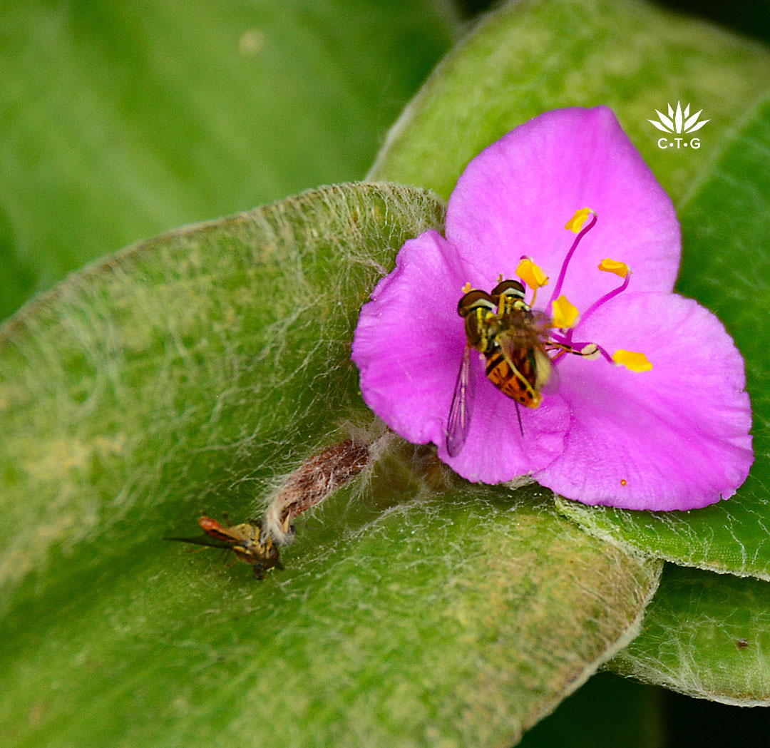 two tiny striped flies on pink flower