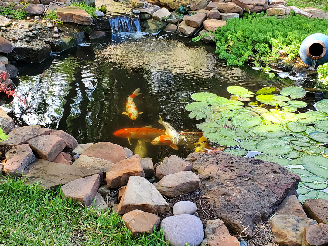 pond water and koi 