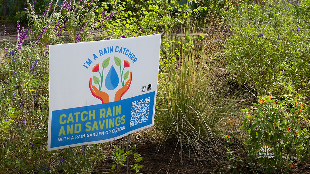 Rain catcher sign next to Lindheimer muhly