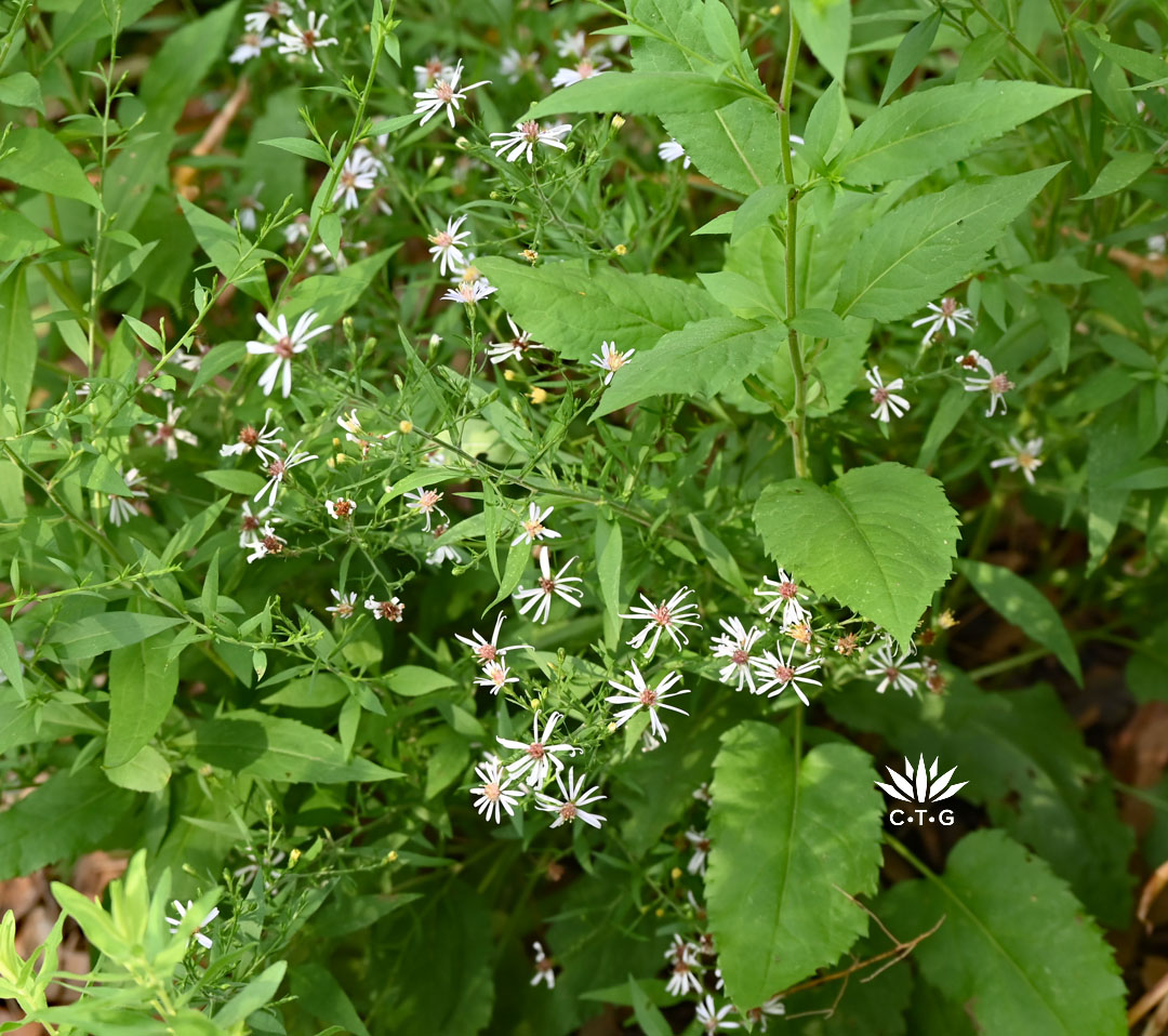 pale lavendar flowers on tall perennial