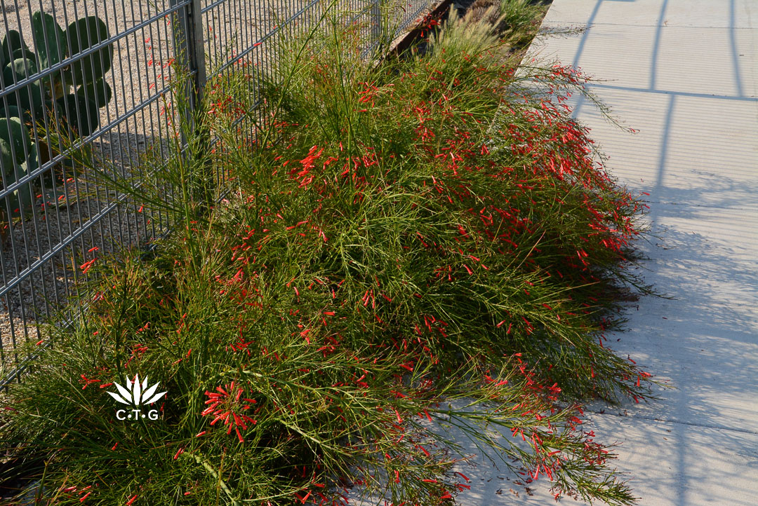 red tubular flowers on low mounding cascading plant against sidewalk