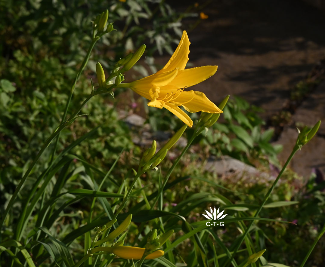 yellow daylily
