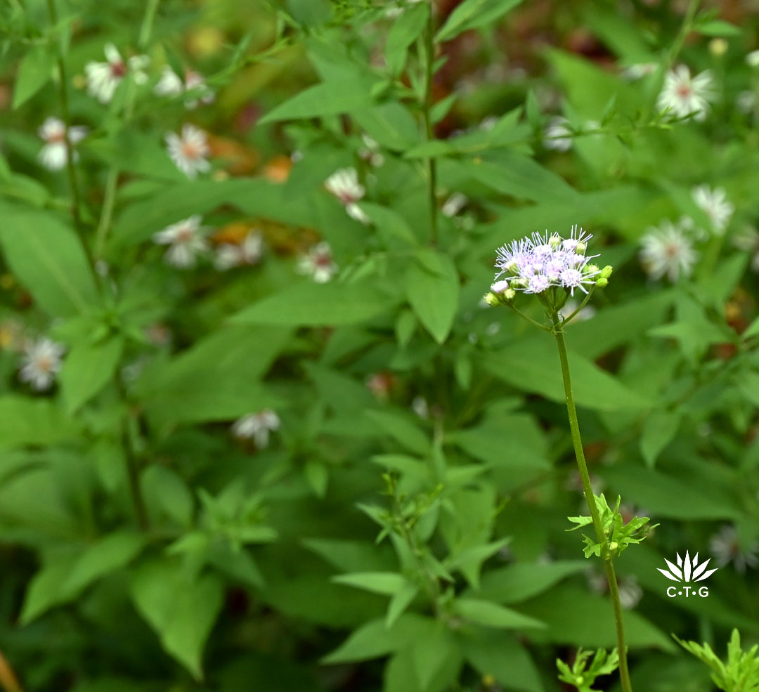 pale lavendar flower in front of small daisy-like pale lavendar flowers 