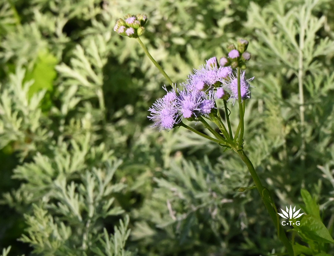 lavender flower against silver