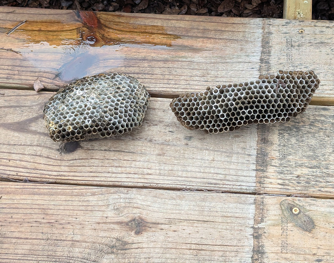 two large hornet nests