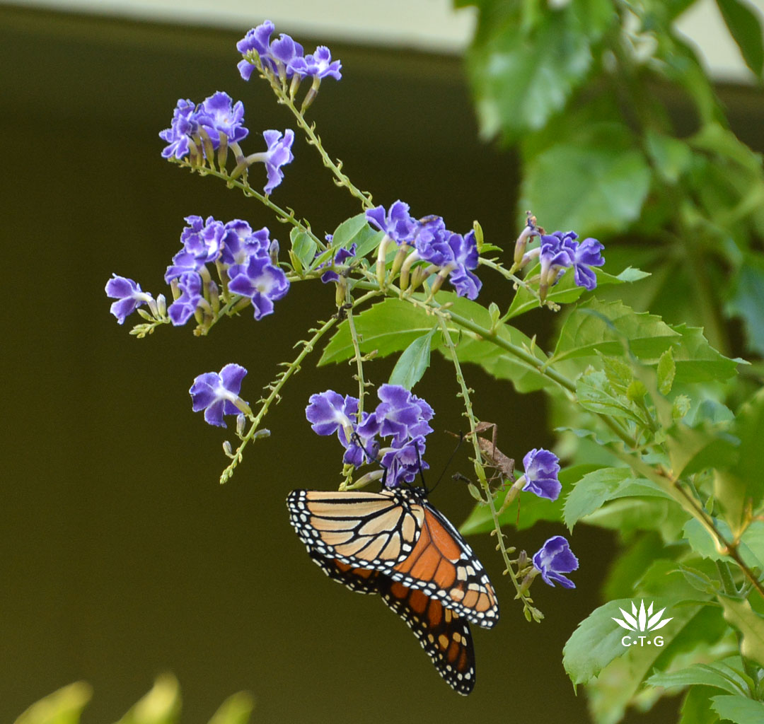 Monarch butterfly on purple flowers 