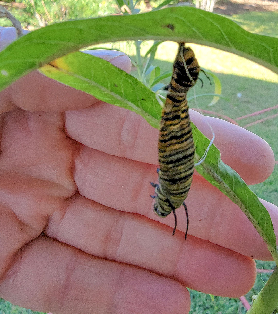 deformed monarch caterpillar 