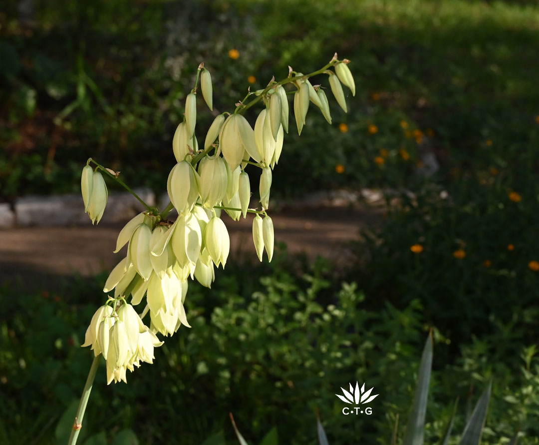 yellow-white flowers on yucca 