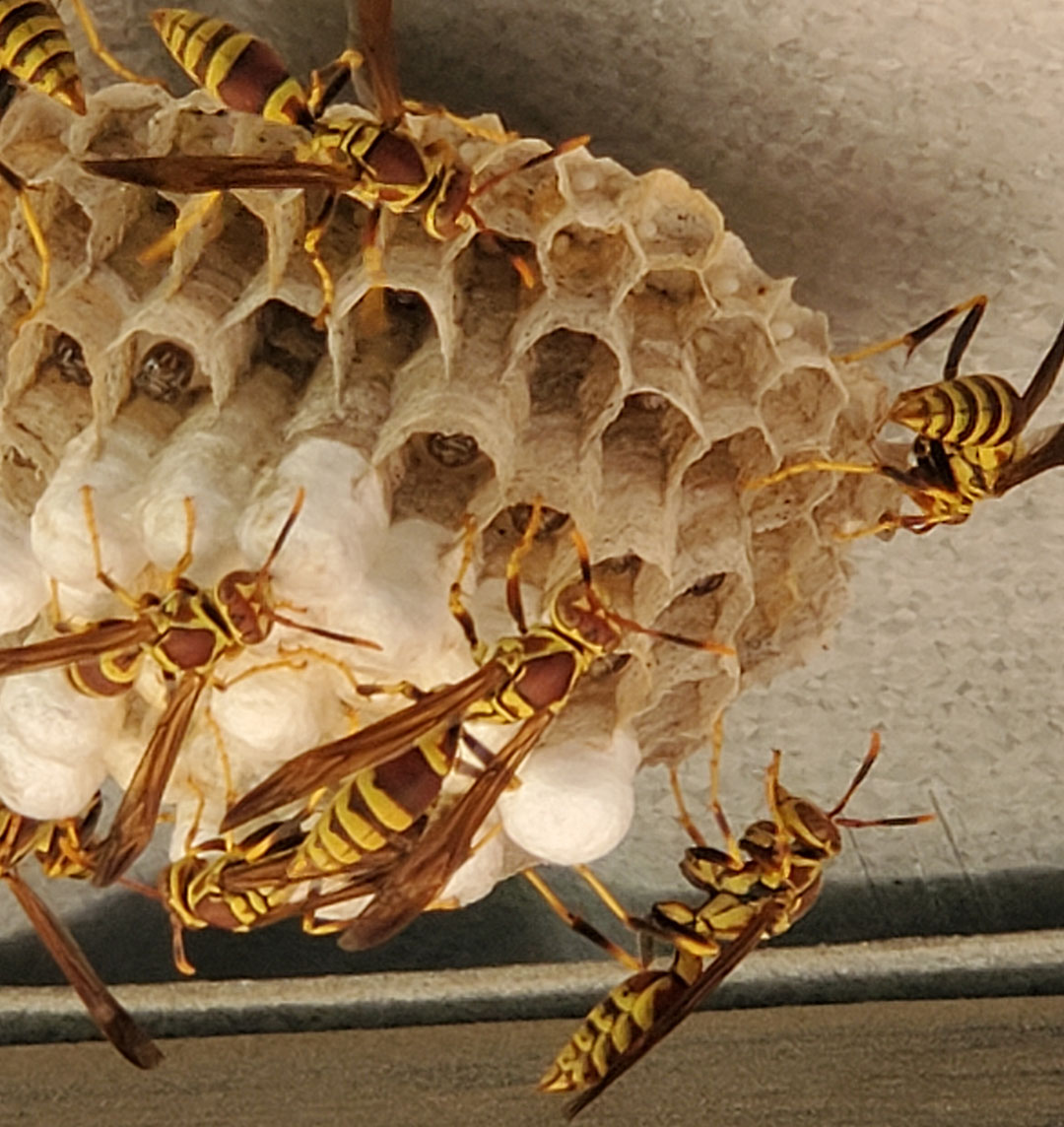 paper wasps working on nest