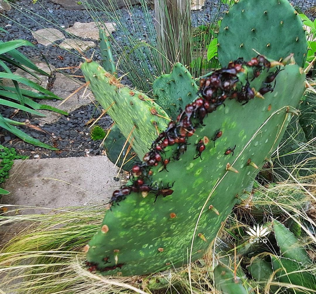 red bugs on prickly pear cactus