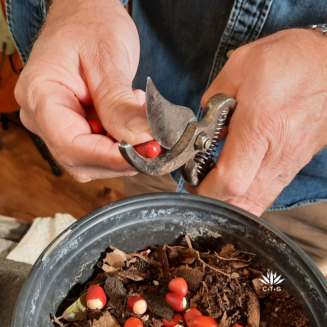 Man clipping ends of mountain laurel seeds with hand pruners