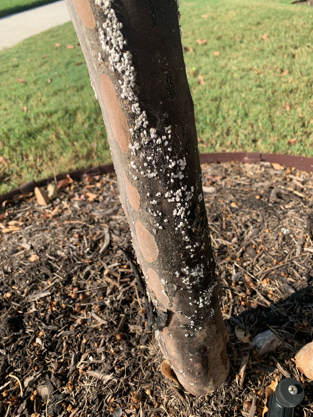 white scale lumps on crape myrtle trunk