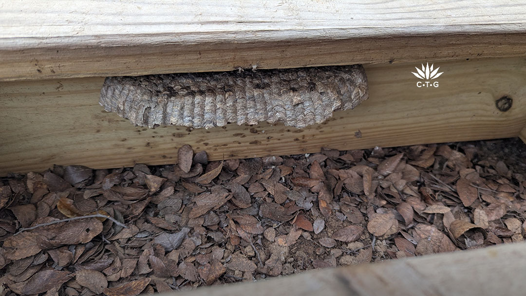 hornet nest under deck