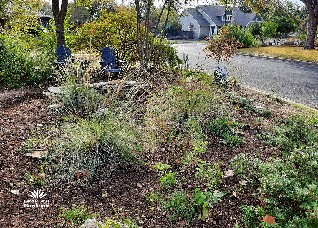 front yard garden with clumping grasses, perennials and seedlings 