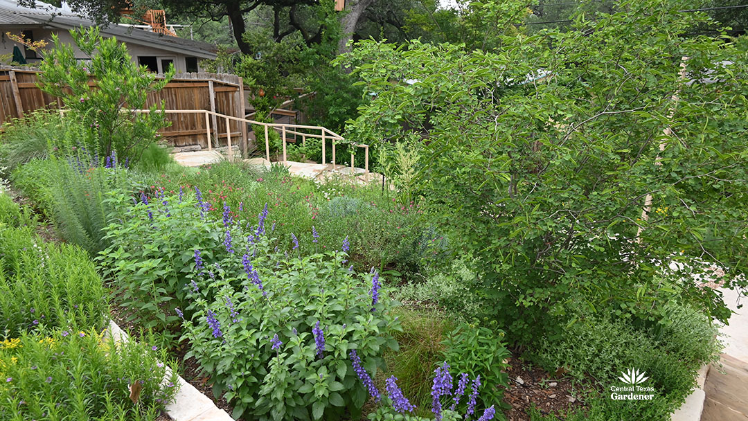 purple salvia flowers against small tree in tiers of limestone planters
