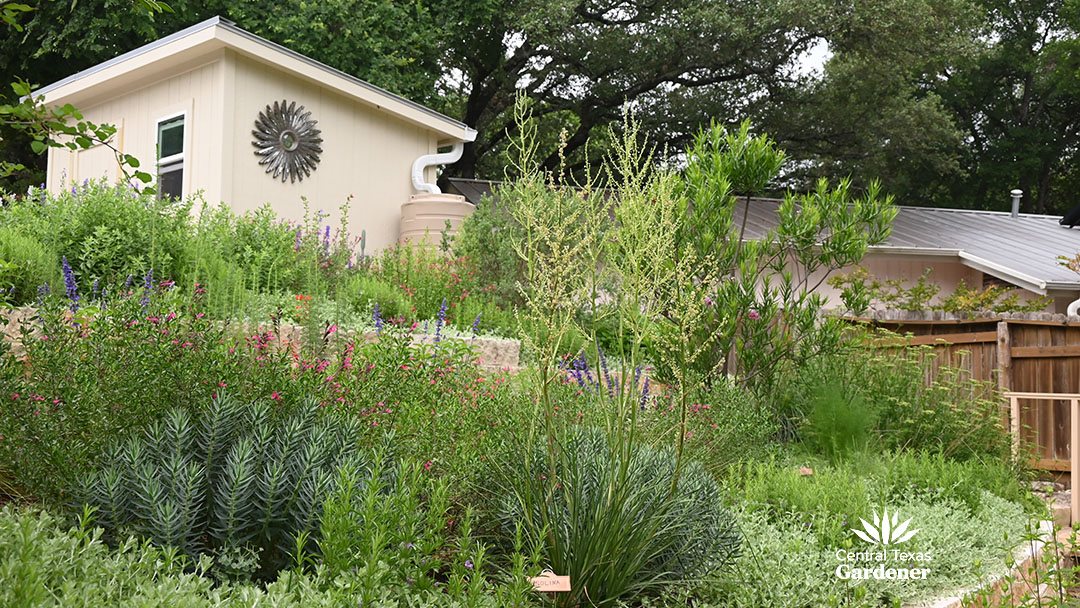 Nolina flowers among blooming and foliar plants in raised limestone planters