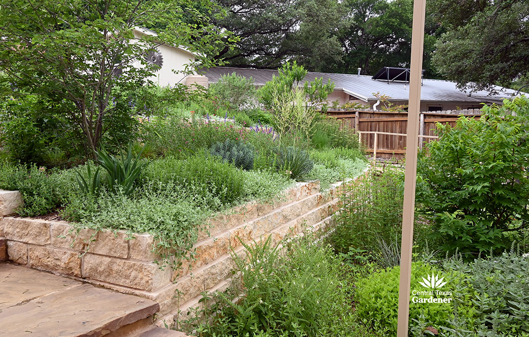 limestone planters filled with native and adapted perennials and groundcovers 