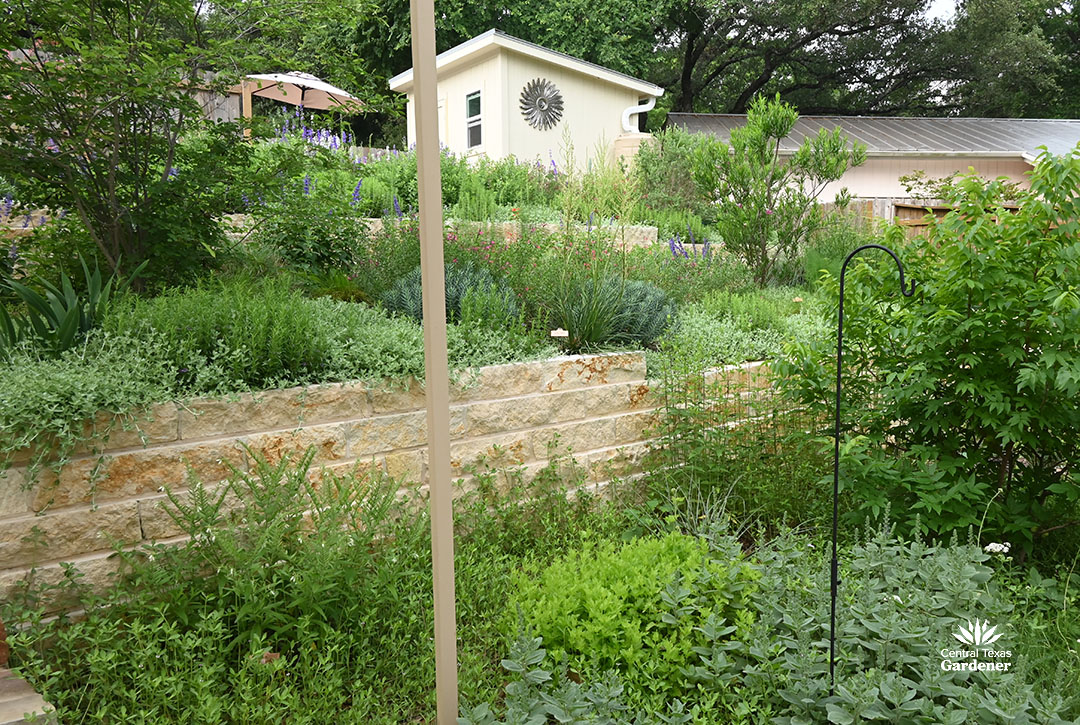 groundcovers spilling from raised beds; groundcovers of various textures and colors at ground level
