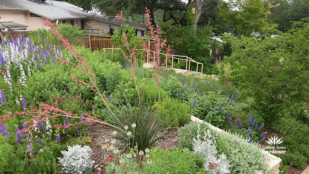 red yucca flower spikes against blooming salvias 