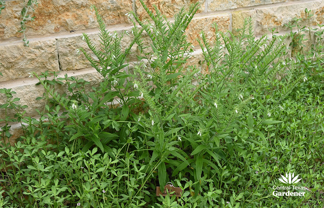 foot-tall groundcover with small white flowers