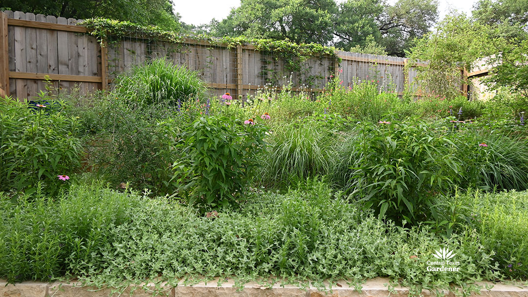 native and adapted plants in limestone planters
