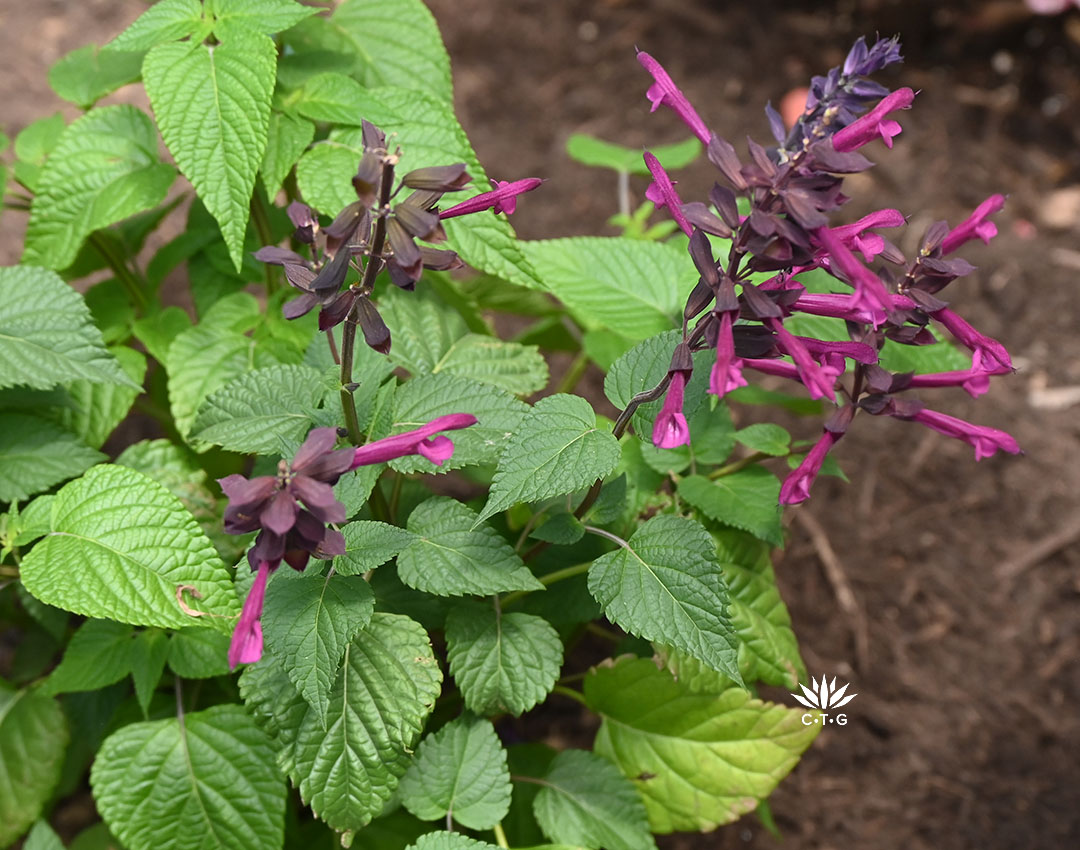 vivid plum-colored salvia flowers 