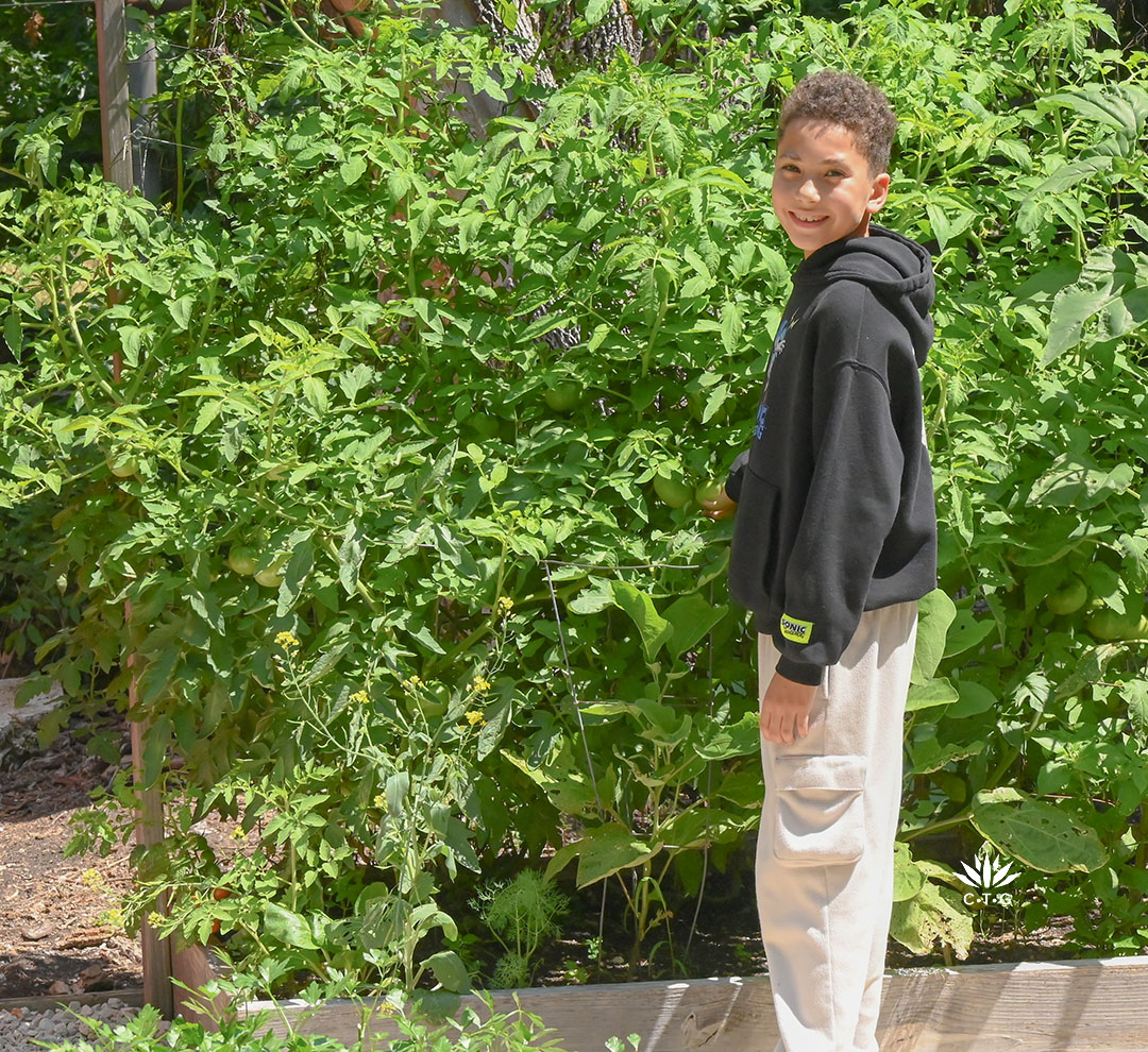 young boy at tomato trellis