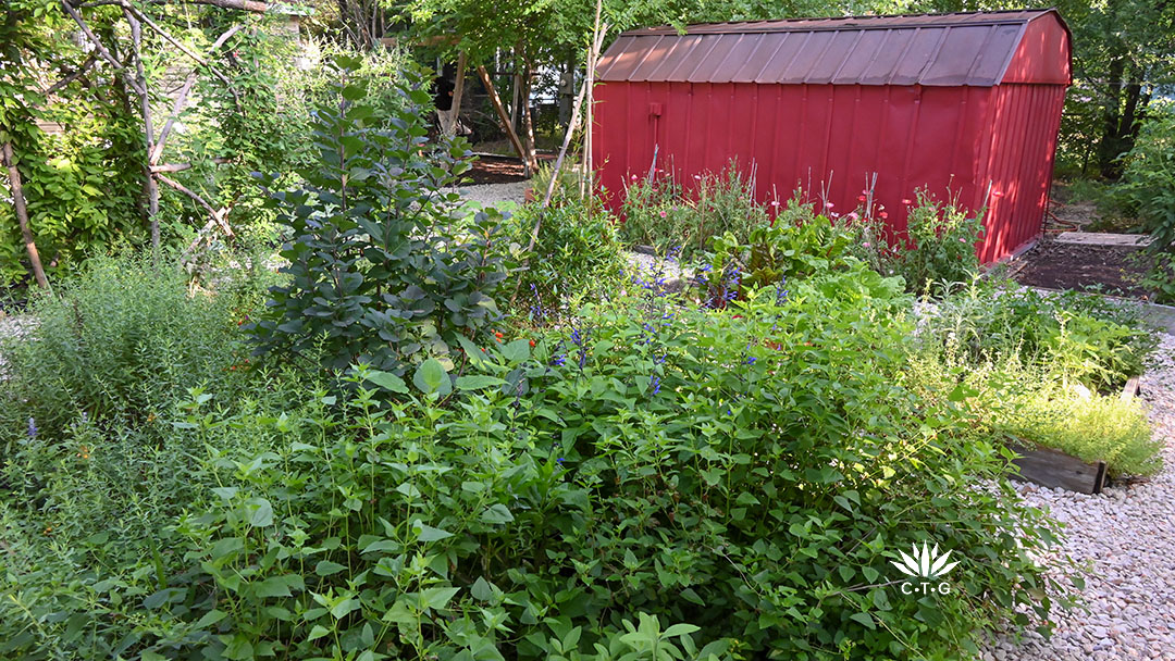 garden island bed against gravel path and red shed 