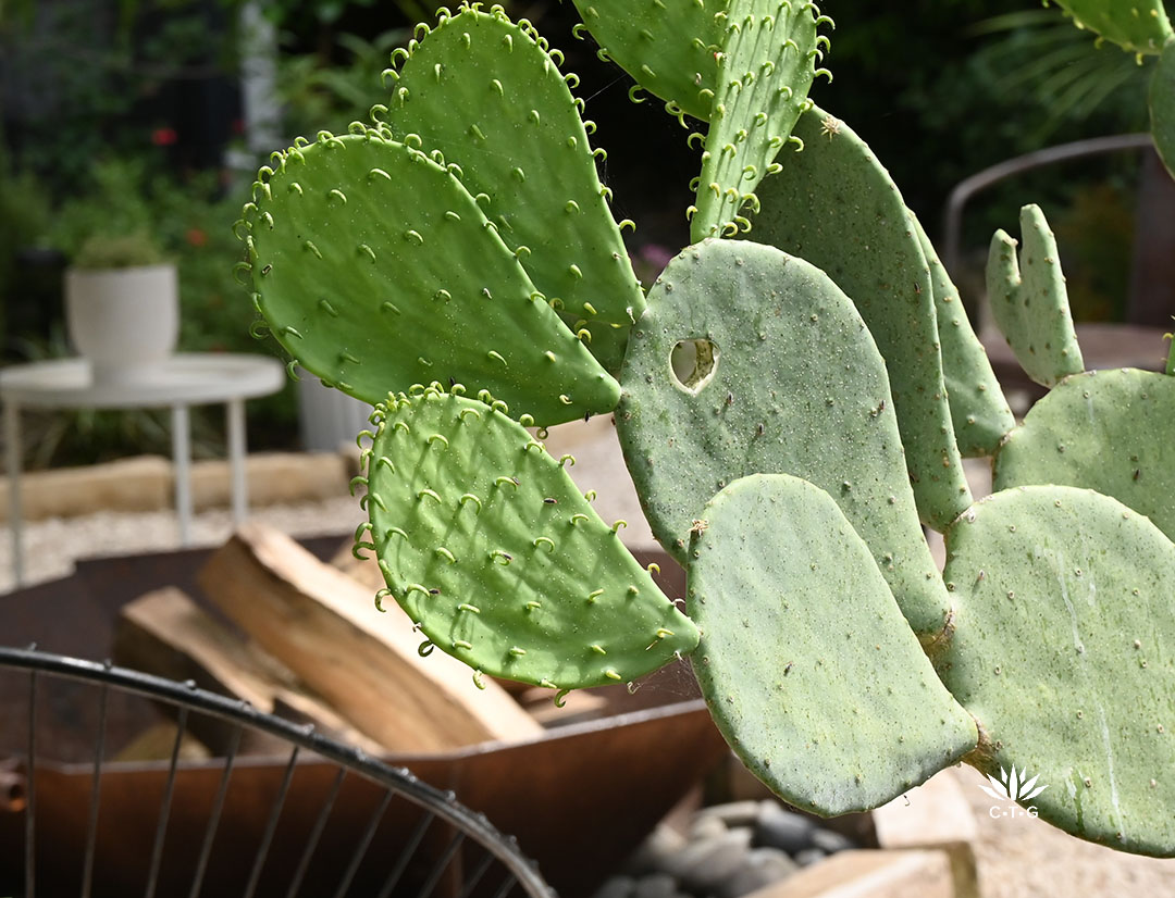 heart shape carved into a prickly pear pad