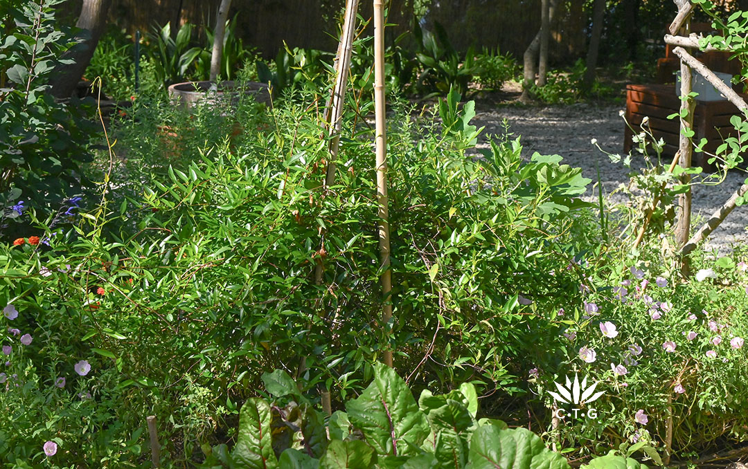vining plant on bamboo tripod