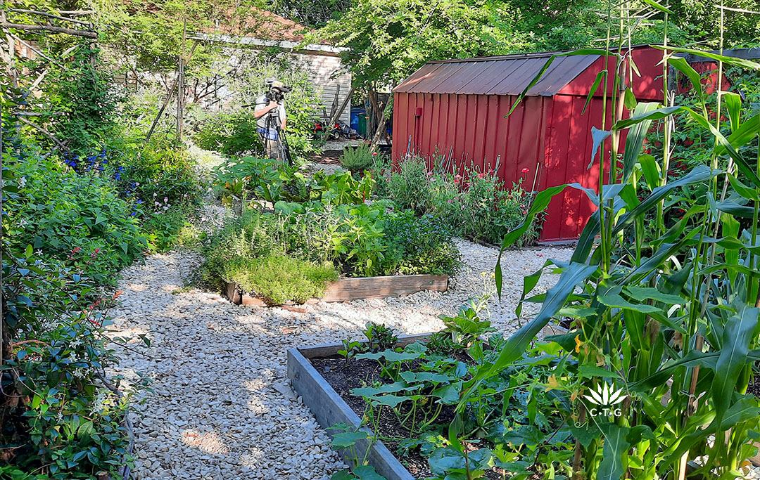 wooden raised vegetable beds, including corn, set againt a poppy-lined red painted shed