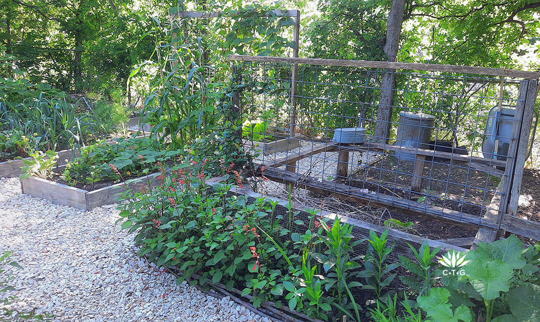 plants lining cattle panel trellis against compost bin