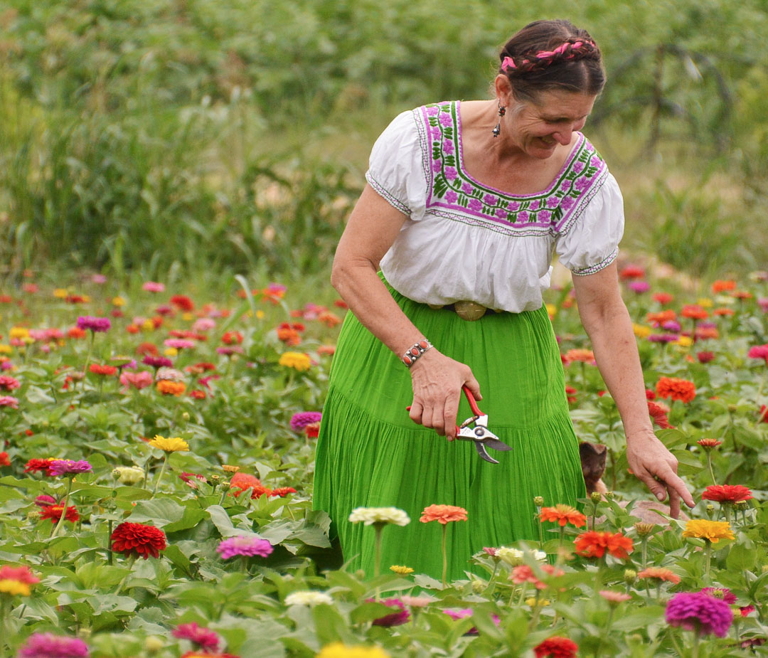 woman picking zinnias in field of flowers