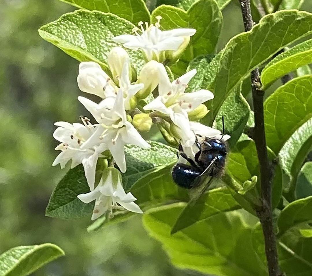 dark blue bee on flower